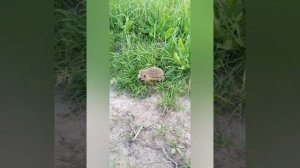 Ёж на охоте