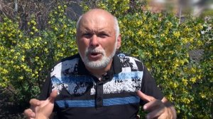 СМОРОДИНА ЗОЛОТИСТАЯ. ДУЭТ КРАСОТЫ И ВКУСА