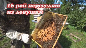 ПЕРЕСЕЛЕНИЕ 16 РОЯ ИЗ ЛОВУШКИ В УЛЕЙ, СРАЗУ МЕНЯЮ МАТКУ.