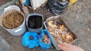 Разведение сенной палочки без затрат дома
