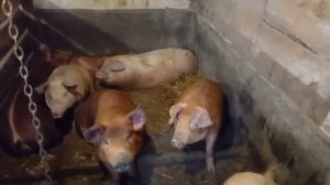 ‼️##  Забой поросёнка в 4 месяца 24 дня вес тушки 76 кг.Неожиданный опорос ## ‼️