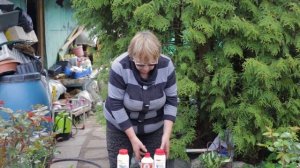 Болезни яблонь и борьба с вредителями плодовых деревьев