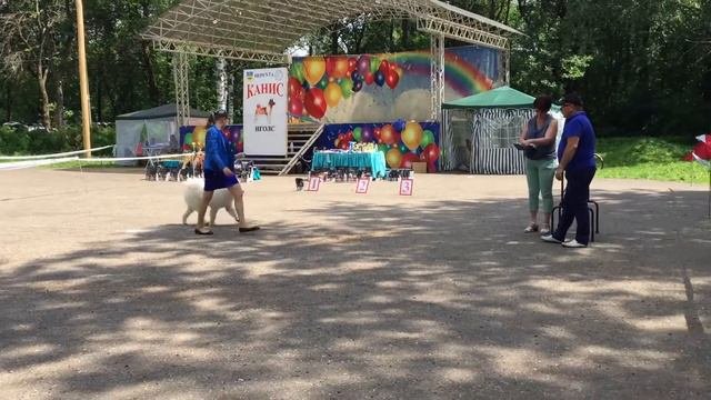 Выставка самоедов. Самоед.