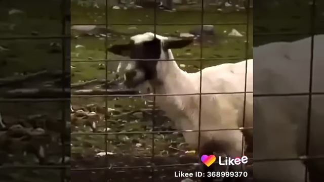 Крик ада смотреть онлайн