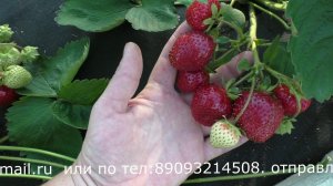 Венди ранний сорт со вкусом земляники