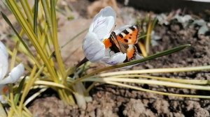 Первая бабочка на крокусе в нашем саду на даче 09.04.2022.