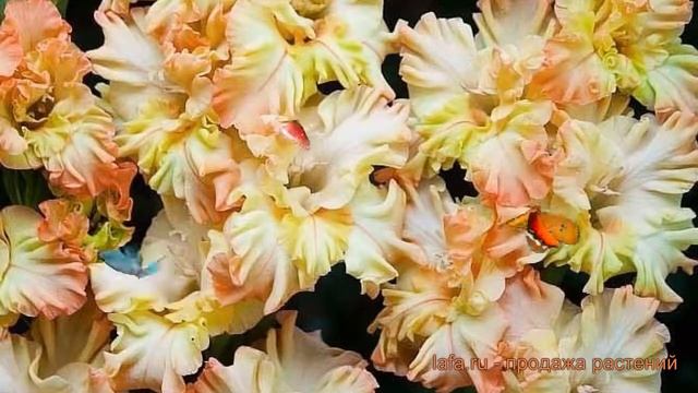 Гладиолус гофрированный Раффл (gladiolus) ? Раффл обзор: как сажать, луковицы гладиолуса Раффл смотреть онлайн