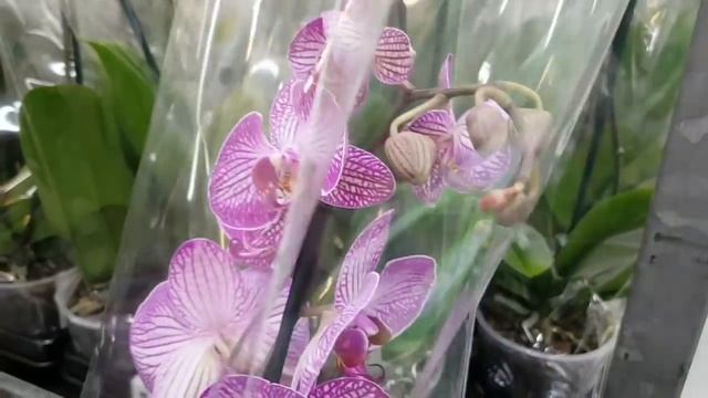 ОРХИДЕИ Биг Липы, мини МУТАНТ и др.| ОРХИДЕЯ фаленопсис в ЛЕРУА МЕРЛЕН orchid phalaenopsis