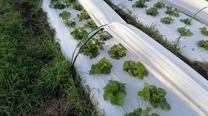 Необходимо СРОЧНО сделать обработку клубники от корневой гнили