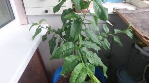 Персик на балконе в  июне