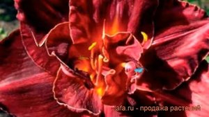 Лилейник гибридный Бургунди Лав (burgundy love) ? обзор: как сажать, рассада лилейника Бургунди Лав