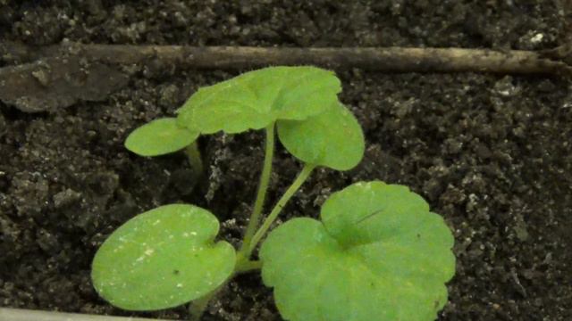 ПЕЛАРГОНИИ ЗОНАЛЬНЫЕ. Пикируем! смотреть онлайн