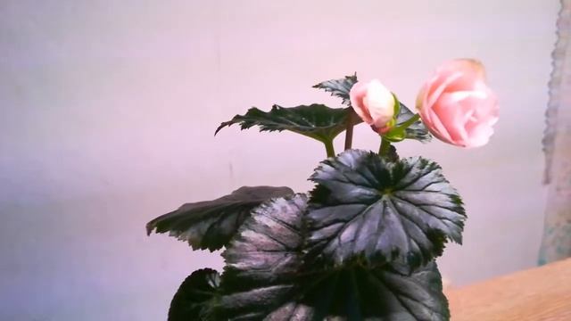 Бегония элатиор. Первое цветение. смотреть онлайн