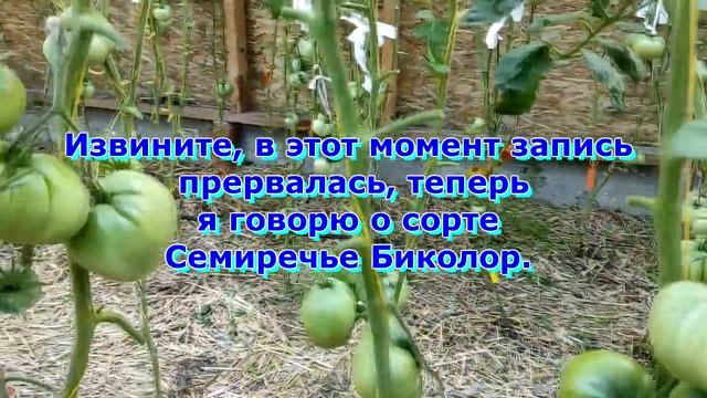 Обзор 4 ряда из дворца Сорта В Г Алифирова смотреть онлайн