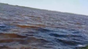 Рыбалка на берегу реки Обь!!!! СУРГУТ 2018г