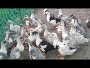 Сколько весит ГОЛУБОЙ ФАВОРИТ в месяц, подумать даже не могла, что столько.