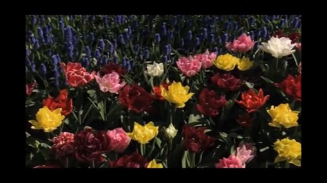 Бетховен Мир нежности смотреть онлайн