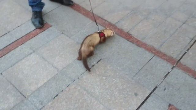 ?? Армения Ереван 5 Июля 2020!!❤️Прогулка по Еревану.?️ смотреть онлайн