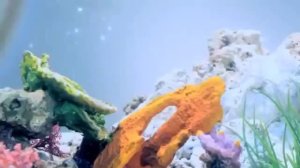 Рыбки робофиш robofish