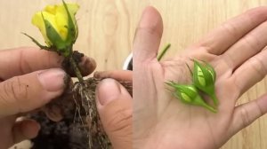 Professional Grower Exposes Fake Rose Propagation Videos