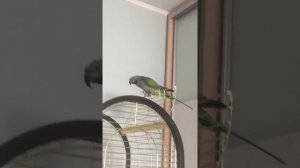 Выпустили попугая,говорит Привет.Китайский кольчатый попугай.