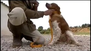 Натаска Дратхаара.Часть 2. Немецкое видео.