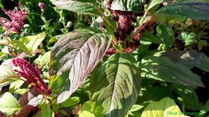 Цветник в деревенском стиле в конце лета