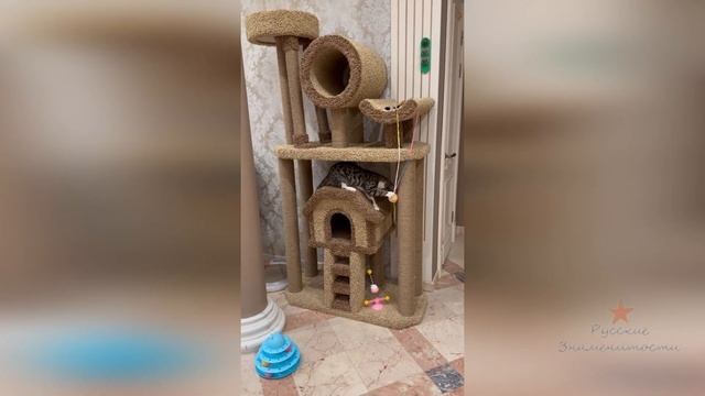Кошка Ольги Орловой Соня играется и прячется от Бруно!