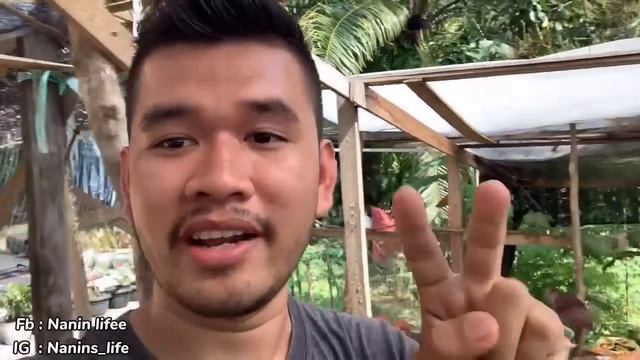 Tips Merawat Keladi / Caladium Supaya Menor & Subur 😍😍 #caladium #keladi #tanamanhias смотреть онлайн