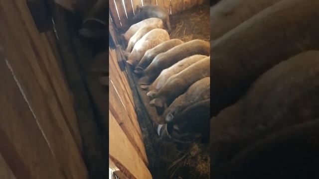 Гибрид Мангалица и простая белая. смотреть онлайн