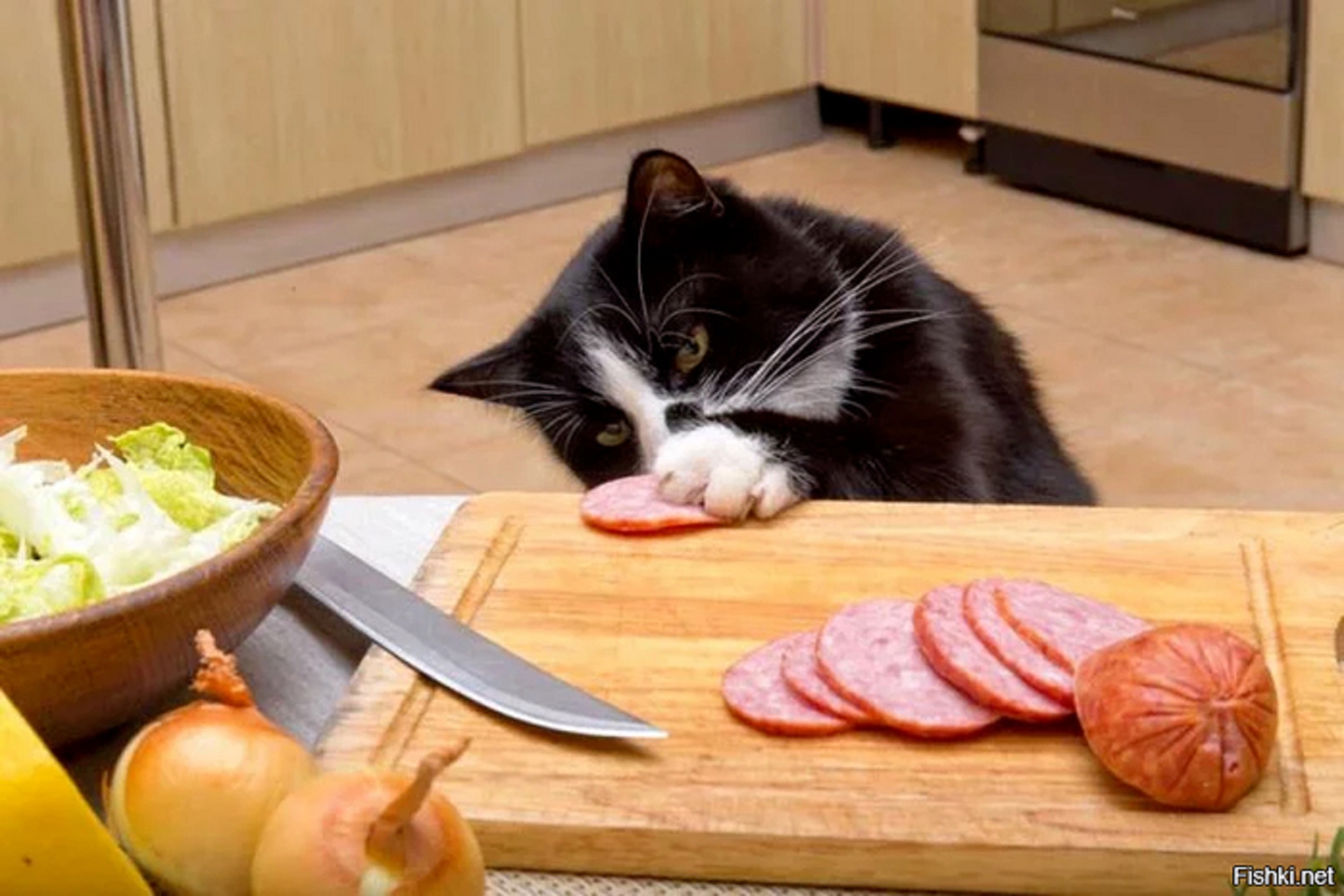 Украсть со стола. Кот ворует колбасу. Колбаса для кошек. Кот ворует со стола. Котик с едой.