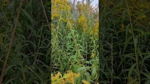 Иван- чай настоящий и ложный.Розыгрыш очередного приза