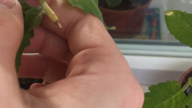 ОГОРОД НА БАЛКОНЕ||#11||АРБУЗЫ! смотреть онлайн