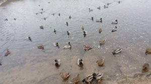 Мое Утро проходит так / Серебрянка Свислочь утки 2018  Осень