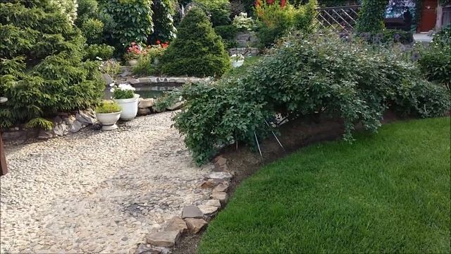 КЛЕМАТИС ВЕСНОЙ. Терпеливых ждёт награда-цветение клематисов! смотреть онлайн