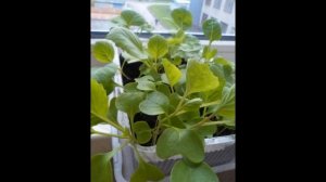 Обзор сорта капусты "Июньская" (характеристики, свойства, фото)