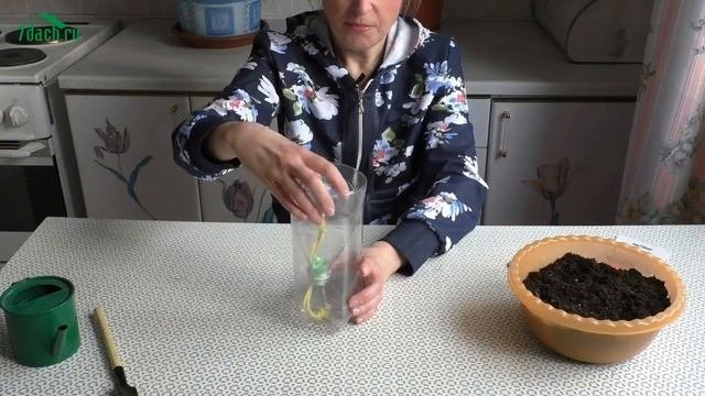 ? Как ускорить рост рассады. Фитильный способ - 7 дач