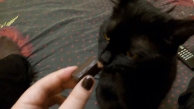 Прикол!! Кошка кушает конфету. Funny. Cat eats candy. смотреть онлайн