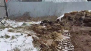 Куда деть навоз! Как утилизировать навоз !