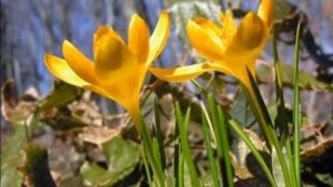 А Я ТЕБЕ ПОДСНЕЖНИКИ ДАРЮ. SNOWDROPS FOR CLASSMATES.