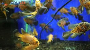 ?Aquass - Астронотус Оскар вуалевый тигровый красный