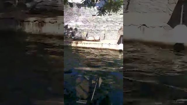 Белый медведь плавает на спине  White bear swims in Prague zoo