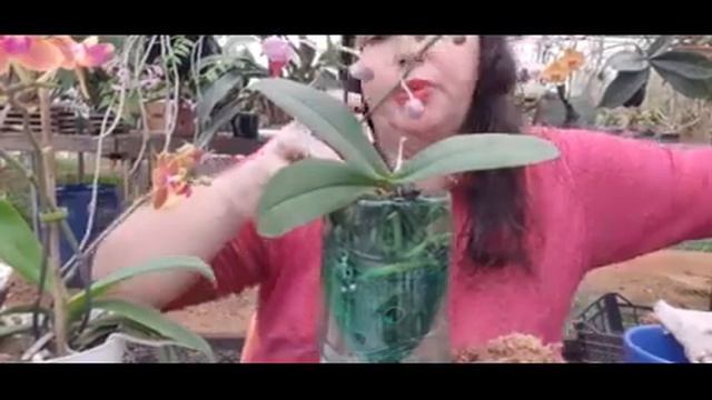 PASSO A PASSO - Replante de orquídea phalaenopsis florida. смотреть онлайн