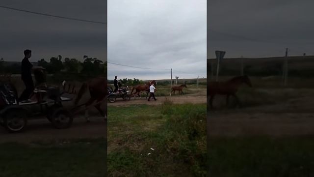 Запряжка лошади в фаэтон