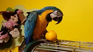 Попугай ара и мандарин: часть 1