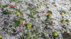 Дожди заливают Казахстан. Град размером с горох повредил урожай. Погода в СНГ