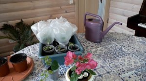 Бугенвиллия, уход и размножения.