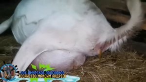Тяжёлый окот козы Марты ?♂️?♂️