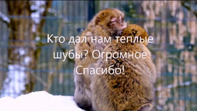 Теплые шубы