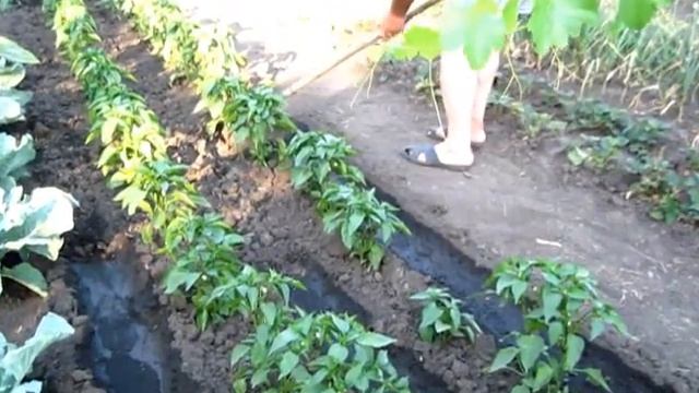 Продольный полив перцев между рядами растущих в открытом грунте